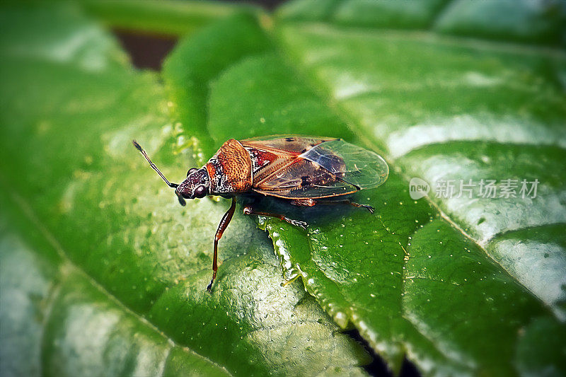 Kleidocerys resedae桦树絮虫昆虫